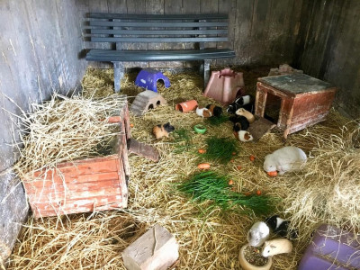 Hasen &amp; Meerschweinchen