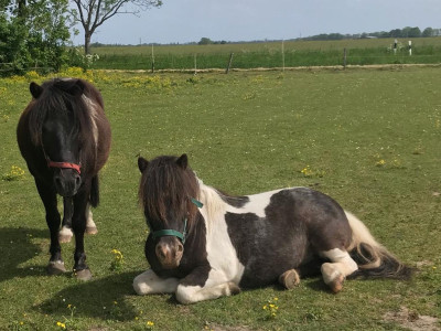 Ponys auf der Koppel